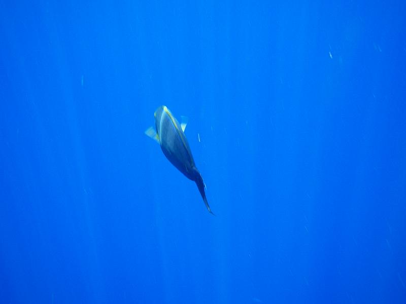 Illustration for article titled Review: Pentax W60 Waterproof Camera Catching Whale Sharks
